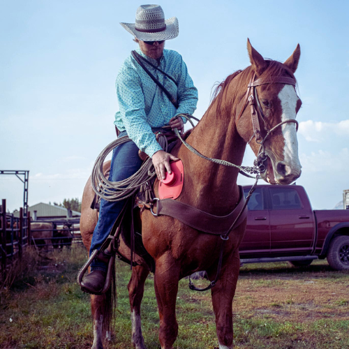 stifle injury in horses and how red light therapy can help